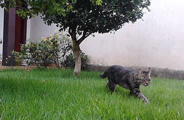 Pandora the cat