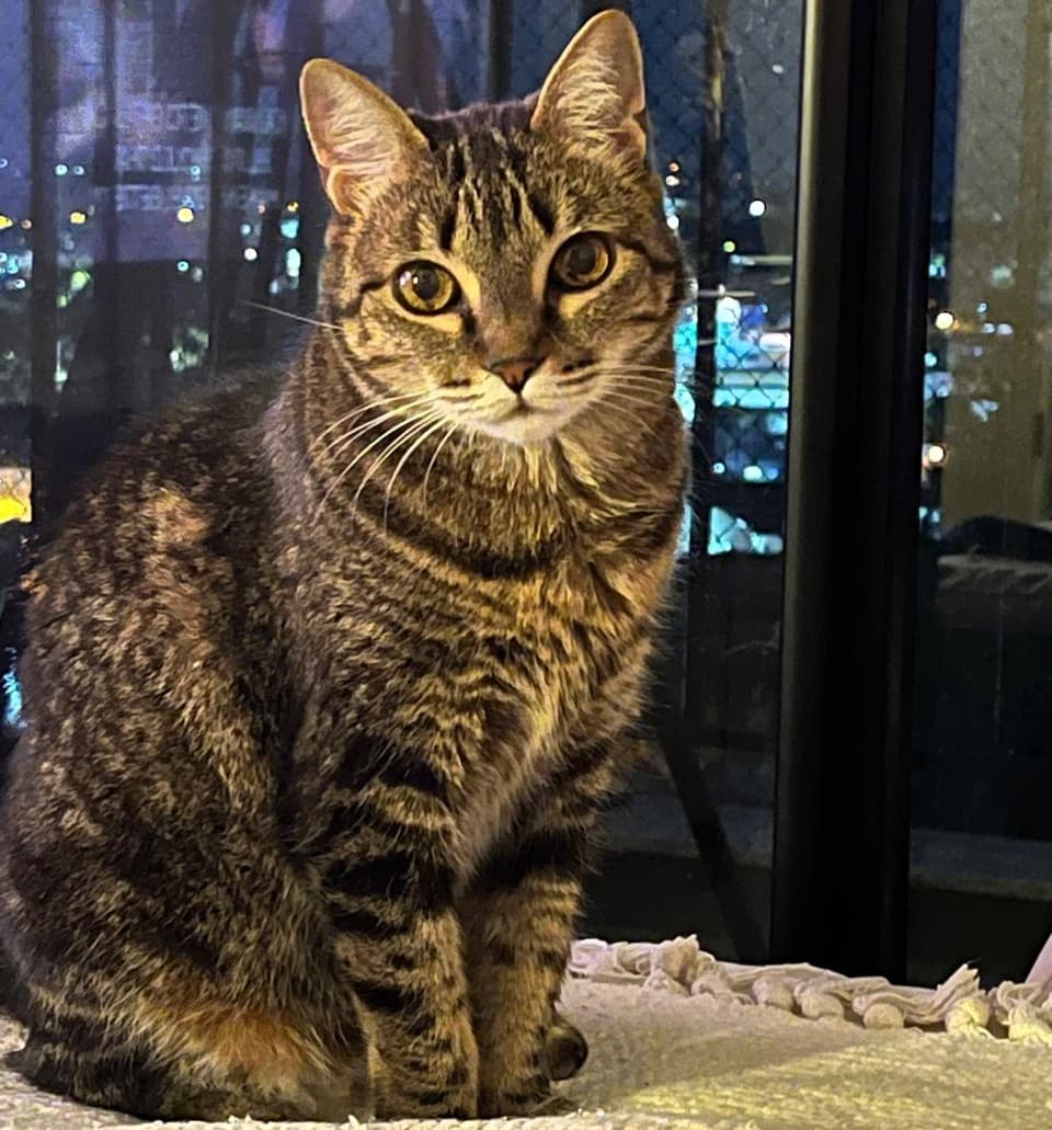 Pandora the cat