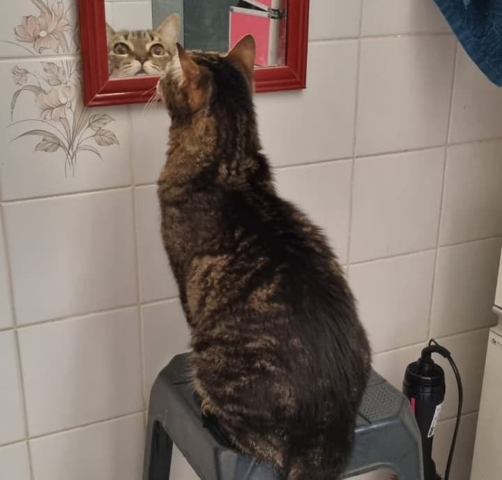 Pandora the cat