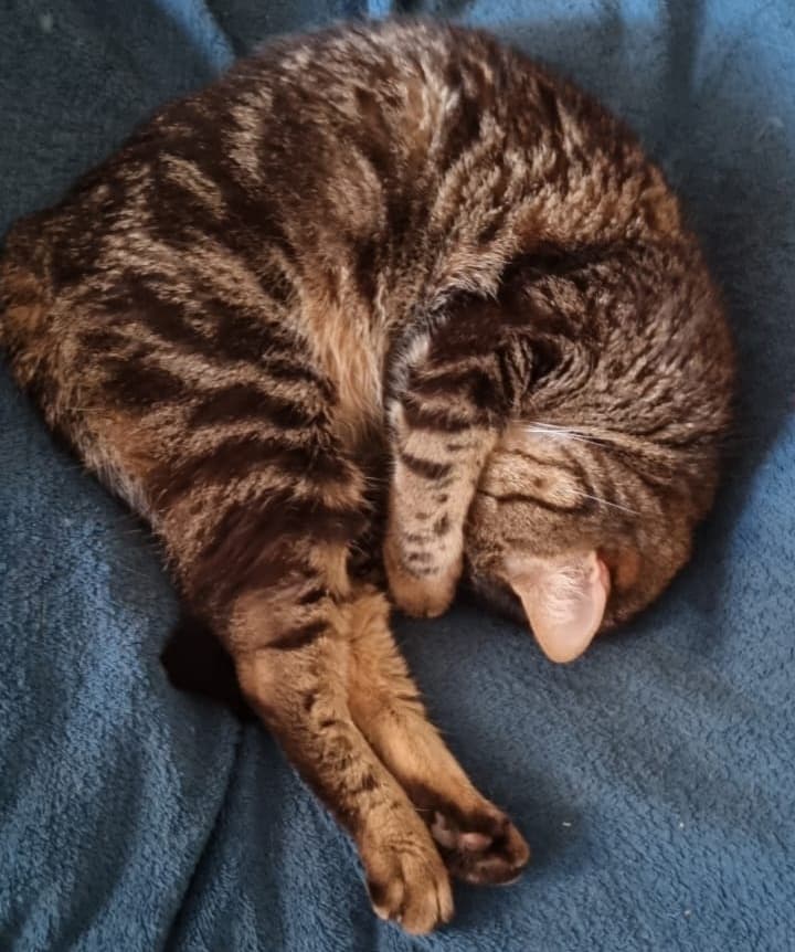 Pandora the cat